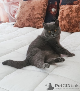 Additional photos: British shorthair