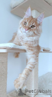 Photo №4. I will sell maine coon in the city of Munich. private announcement - price - 423$
