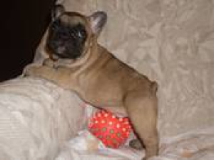 Photo №1. french bulldog - for sale in the city of Minsk | 500$ | Announcement № 336