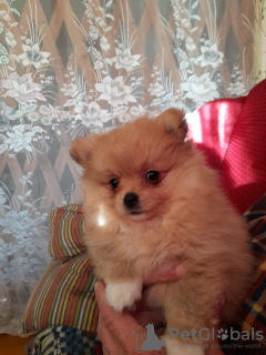 Photo №1. pomeranian - for sale in the city of Bobruisk | 317$ | Announcement № 10619