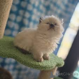 Photo №2 to announcement № 165518 for the sale of munchkin - buy in France private announcement, breeder