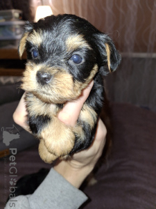 Photo №4. I will sell beaver yorkshire terrier, yorkshire terrier in the city of Vilnius. private announcement, from the shelter, breeder - price - 723$