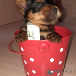 Photo №2 to announcement № 7448 for the sale of yorkshire terrier - buy in Ukraine from nursery