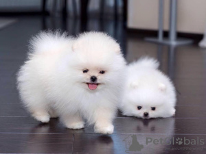 Photo №2 to announcement № 10823 for the sale of japanese spitz - buy in Russian Federation 