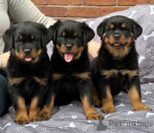 Photo №1. rottweiler - for sale in the city of Gyöngyös | negotiated | Announcement № 175024