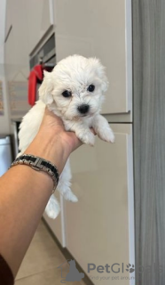 Photo №1. maltese dog - for sale in the city of Helsinki | 350$ | Announcement № 127516