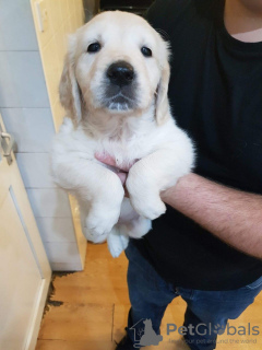 Photo №3. Two Vaccinated Golden Retriever Puppies available now. Germany