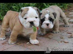 Photo №1. english bulldog - for sale in the city of Bilbao | negotiated | Announcement № 10163
