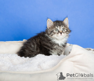 Additional photos: Kuril bobtail kittens for sale