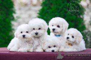 Photo №1. bichon frise - for sale in the city of Kharkov | 2438$ | Announcement № 10627