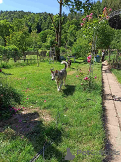 Photo №1. alaskan malamute - for sale in the city of Trier | negotiated | Announcement № 20216