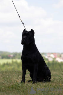 Photo №3. Mating, titled male Cane Corso with excellent pedigree in Belarus. Announcement № 106652