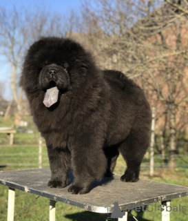 Photo №2 to announcement № 161644 for the sale of chow chow - buy in Serbia breeder