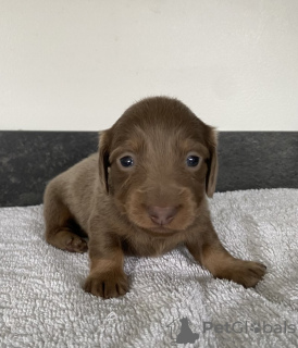 Photo №3. зарегистрированная в KC миниатюрная длинношерстная такса. Germany