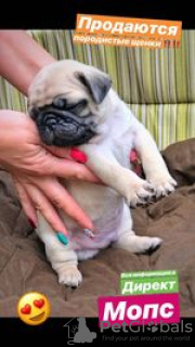 Photo №2 to announcement № 11331 for the sale of pug - buy in Ukraine private announcement
