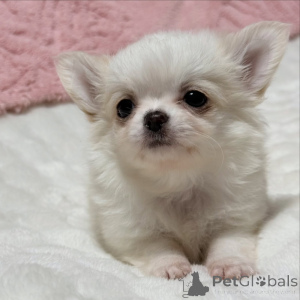 Photo №3.  Chihuahua Puppy Available for Adoption . Greece