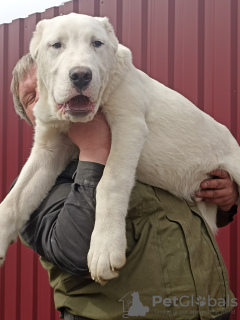 Photo №1. central asian shepherd dog - for sale in the city of Hurghada | 634$ | Announcement № 44868