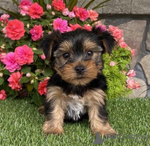 Photo №3. Beautiful Vaccinated Yorkshire Terrier puppies available now for loving homes. United States