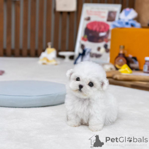 Photo №1. bichon frise - for sale in the city of Hinthaara | negotiated | Announcement № 162092