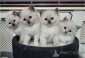 Photo №1. ragdoll - for sale in the city of Mikkeli | 329$ | Announcement № 140903