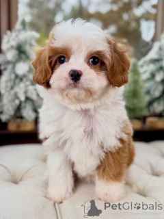 Photo №2 to announcement № 160390 for the sale of cavalier king charles spaniel - buy in Germany private announcement