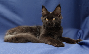 Photo №2 to announcement № 3244 for the sale of maine coon - buy in Russian Federation from nursery