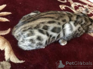 Additional photos: Bengal kittens for rehoming