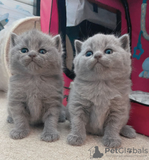 Photo №1. british shorthair - for sale in the city of Стамбул | Is free | Announcement № 9653