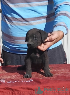 Photo №2 to announcement № 120717 for the sale of cane corso - buy in Serbia 