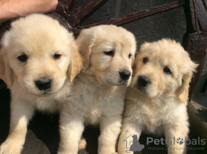 Photo №1. golden retriever - for sale in the city of Berlin | Is free | Announcement № 115969