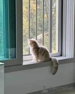 Photo №3. Purebred Golden Cream British Shorthair Kittens Teddy-Bear Looks. Germany