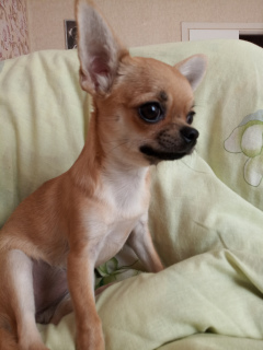 Photo №1. chihuahua - for sale in the city of Vitebsk | 600$ | Announcement № 7127