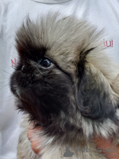 Additional photos: Pekingese puppies