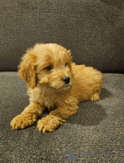 Photo №3. Cockapoo puppies...whatsapp me at 44 7453 907158. Germany