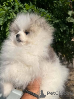 Photo №1. pomeranian - for sale in the city of New Garden | 619$ | Announcement № 177557