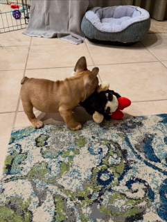 Photo №3. Adorable French Bulldog Puppies Ready for Their New Homes!. Germany
