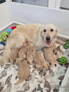 Photo №1. golden retriever - for sale in the city of Denekamp | negotiated | Announcement № 177760