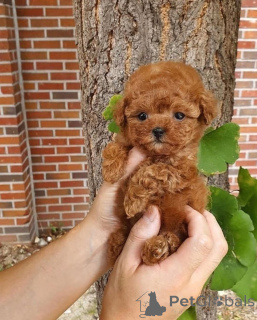 Photo №1. american cocker spaniel - for sale in the city of Barnsley | 450$ | Announcement № 167984