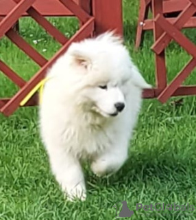 Photo №4. I will sell samoyed dog in the city of Wadowice. breeder - price - negotiated