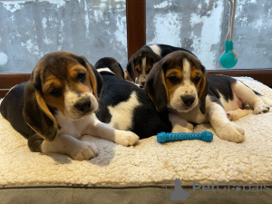 Photo №3. Akc registered beagle Puppies. United States