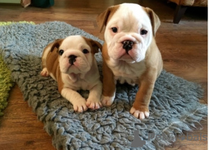 Photo №1. english bulldog - for sale in the city of Georgioupoli | negotiated | Announcement № 129951