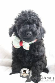 Photo №3. CANICHE TOY. Portugal