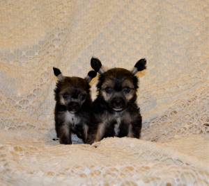 Photo №2 to announcement № 3386 for the sale of chinese crested dog - buy in Russian Federation breeder