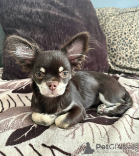 Photo №4. I will sell chihuahua in the city of Munich. from nursery - price - 269$