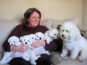 Photo №1. bichon frise - for sale in the city of Prague | negotiated | Announcement № 109951