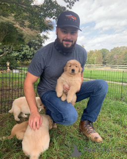 Photo №3. Nuostabūs auksaspalvių retriverių šuniukai... rašykite man. Lithuania