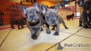 Photo №1. french bulldog - for sale in the city of Наван | 282$ | Announcement № 130009