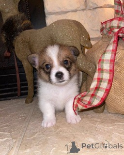 Photo №2 to announcement № 166191 for the sale of welsh corgi - buy in Spain breeder