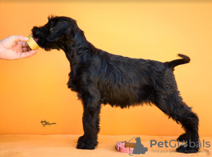 Additional photos: Giant Schnauzer Puppies