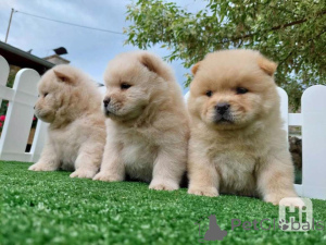 Photo №1. chow chow - for sale in the city of Aarbergen | 471$ | Announcement № 150215